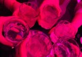 上海闵行区浦锦街道附近酒吧招聘包厢服务员,上班需要喝酒吗？